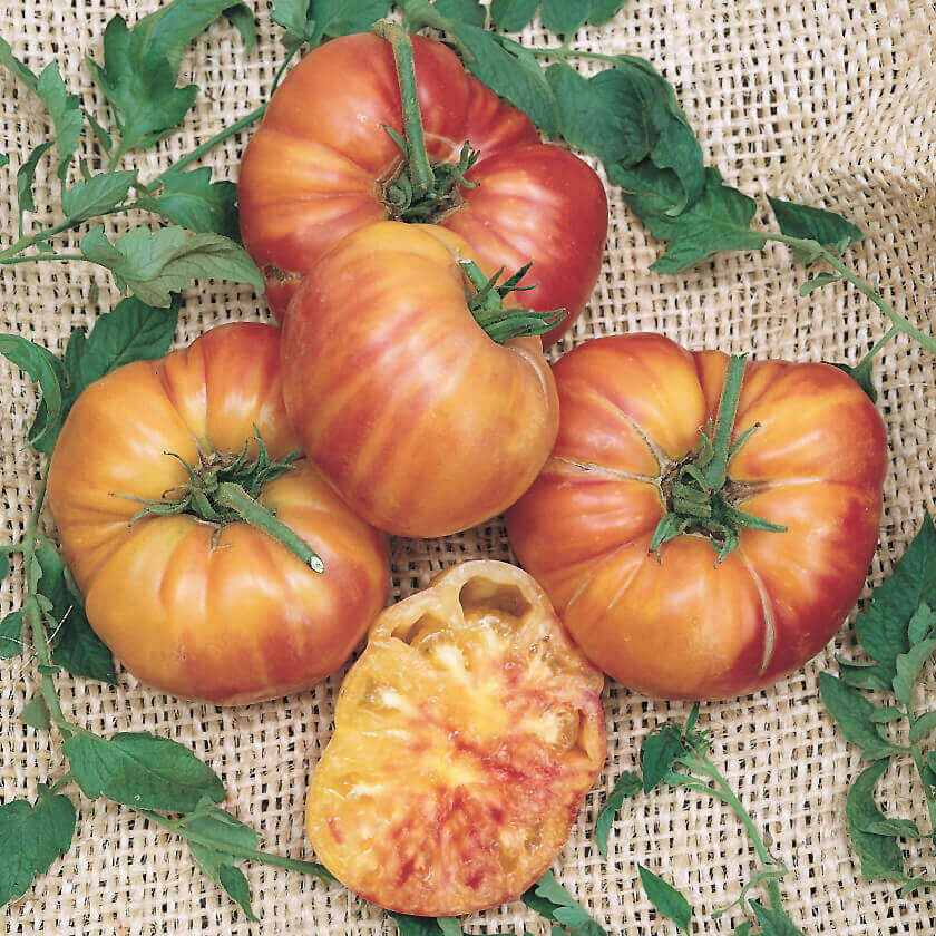 Tomato Old German OSC Seed