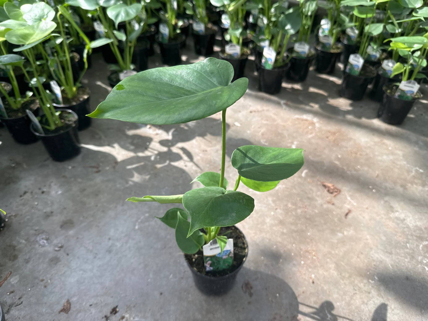 Philodendron Split Leaf 6”
