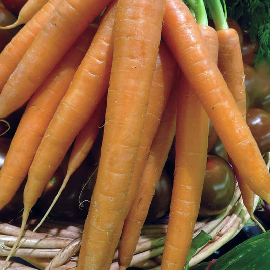 Carrot Tendersweet OSC Seeds