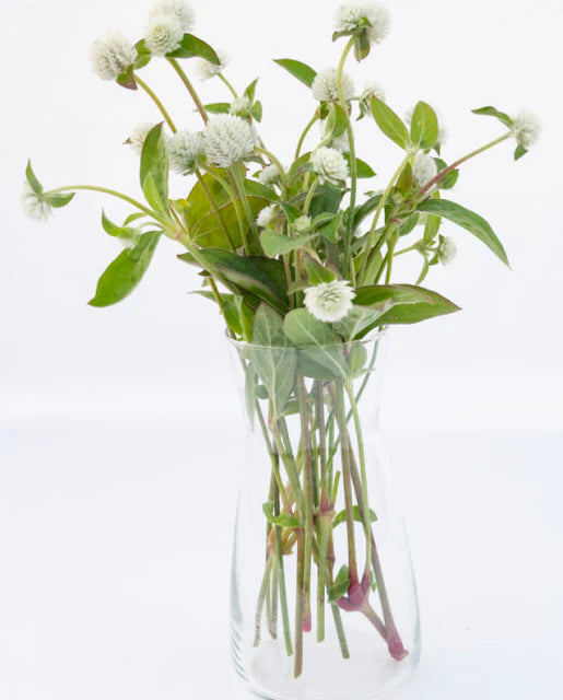 Gomphrena White WCS Seeds