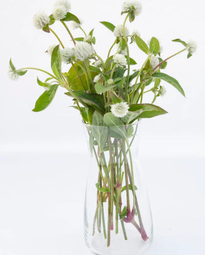 Gomphrena White WCS Seeds