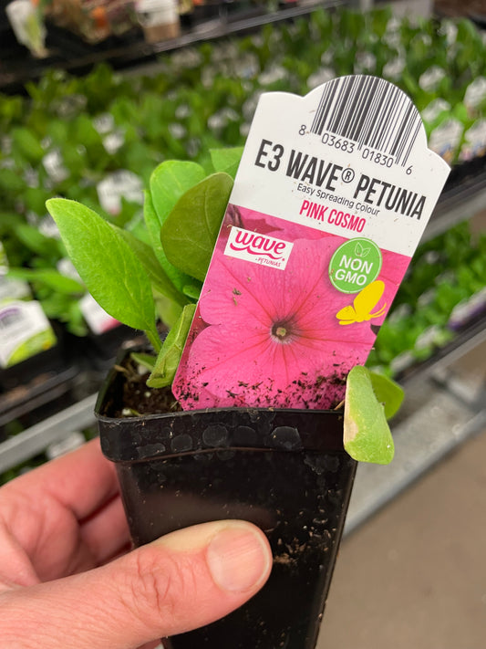 Seed Petunia Wave Pink Cosmo  2.5" Pot