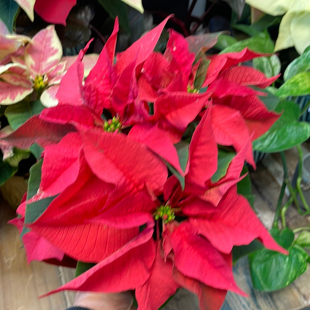 Pink Poinsettia