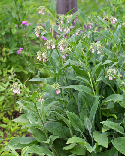 Comfrey WCS Seeds