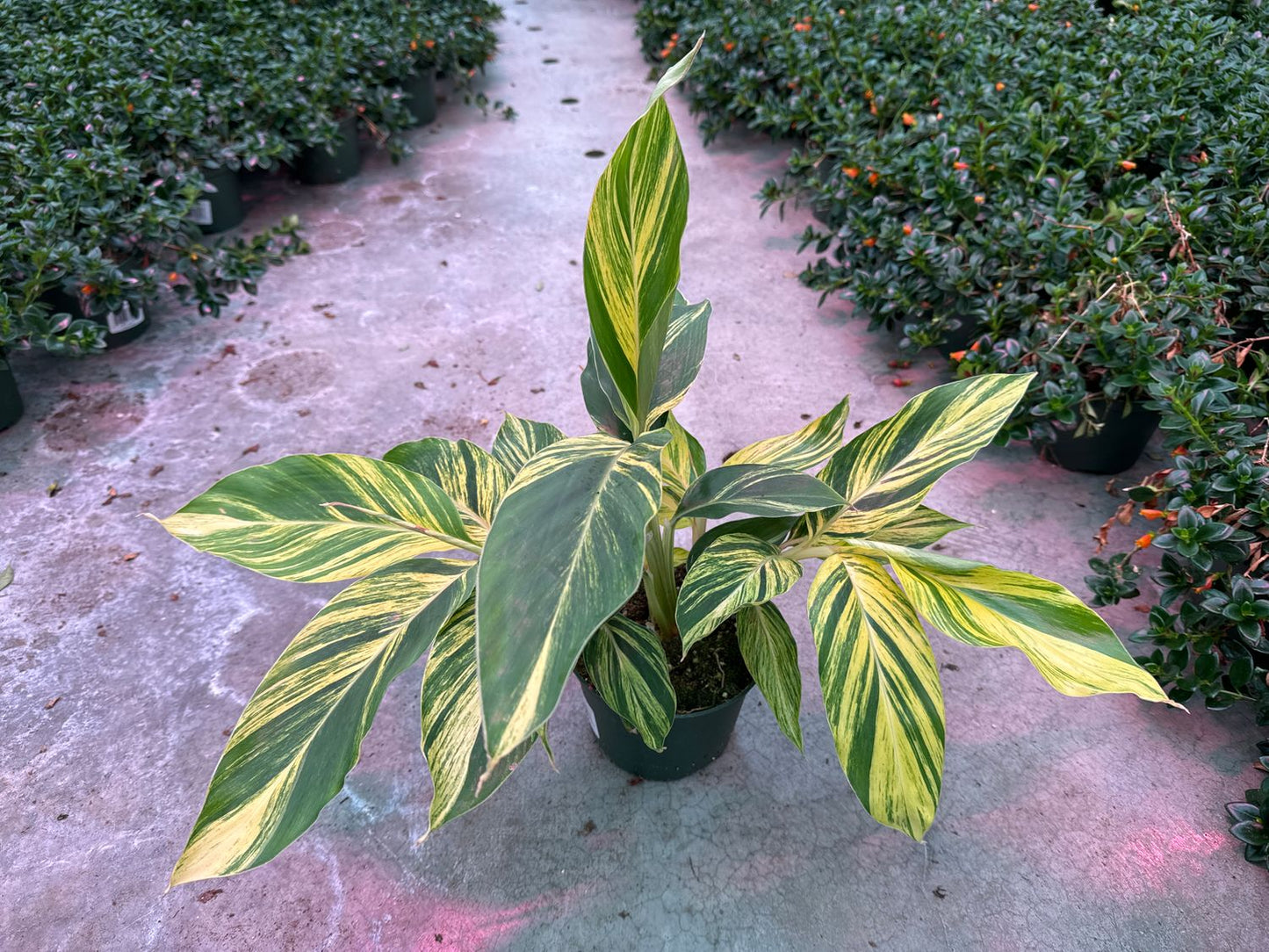 Shell Ginger 6" Pot