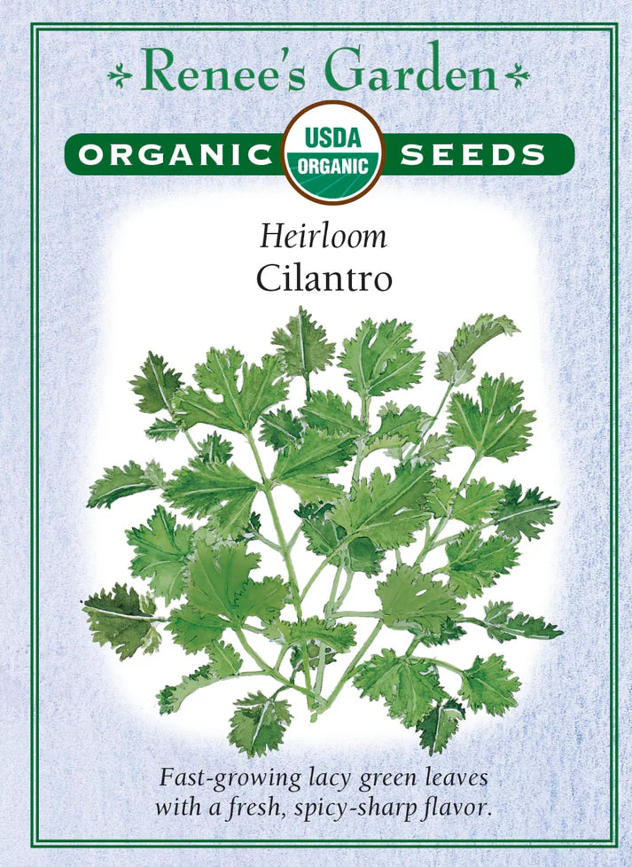 Cilantro Heirloom