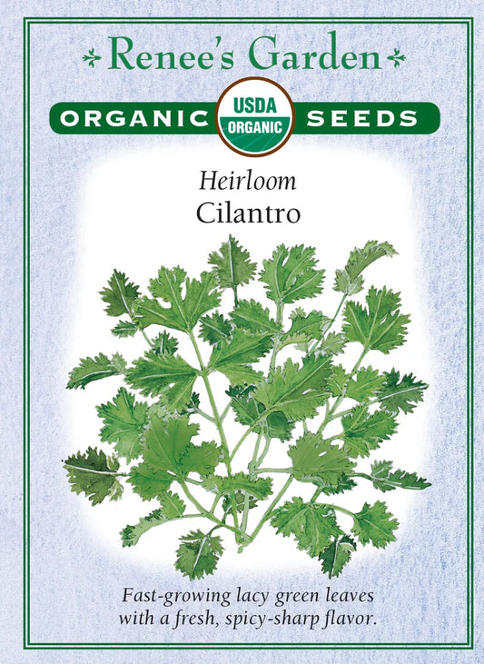 Cilantro Heirloom