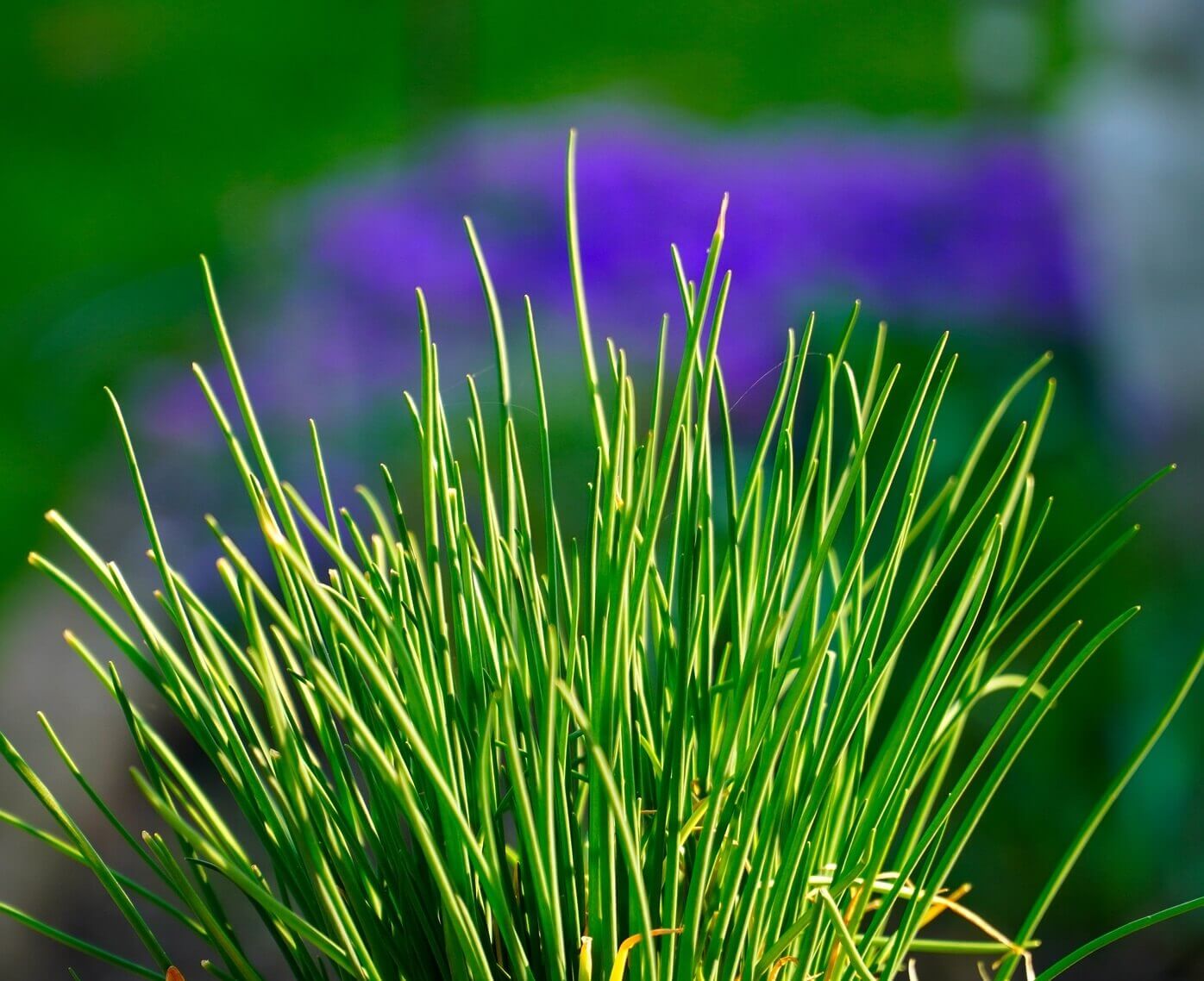 Garlic Chive OSC Seed