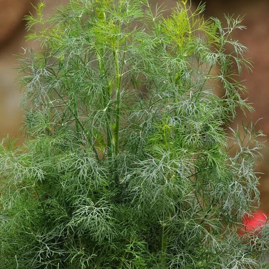 Dill OSC Seed