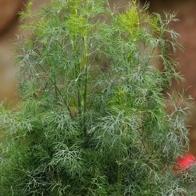 Dill Fern Leaf OSC seeds