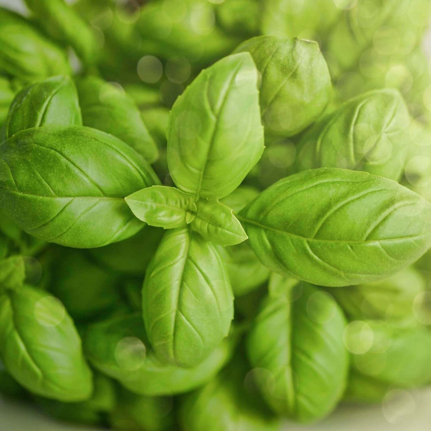 Basil Dolce Fresca 4" Pot