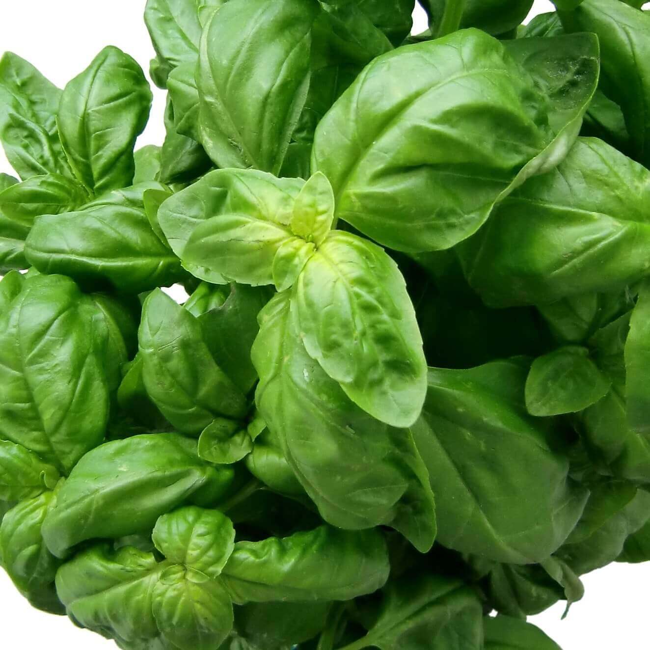 Basil Genovese OSC Seed