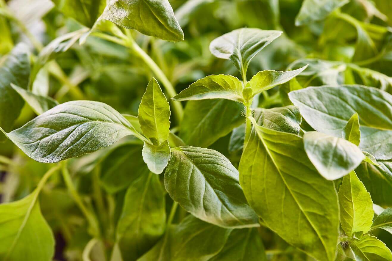 Basil Blue Spice OSC Seed