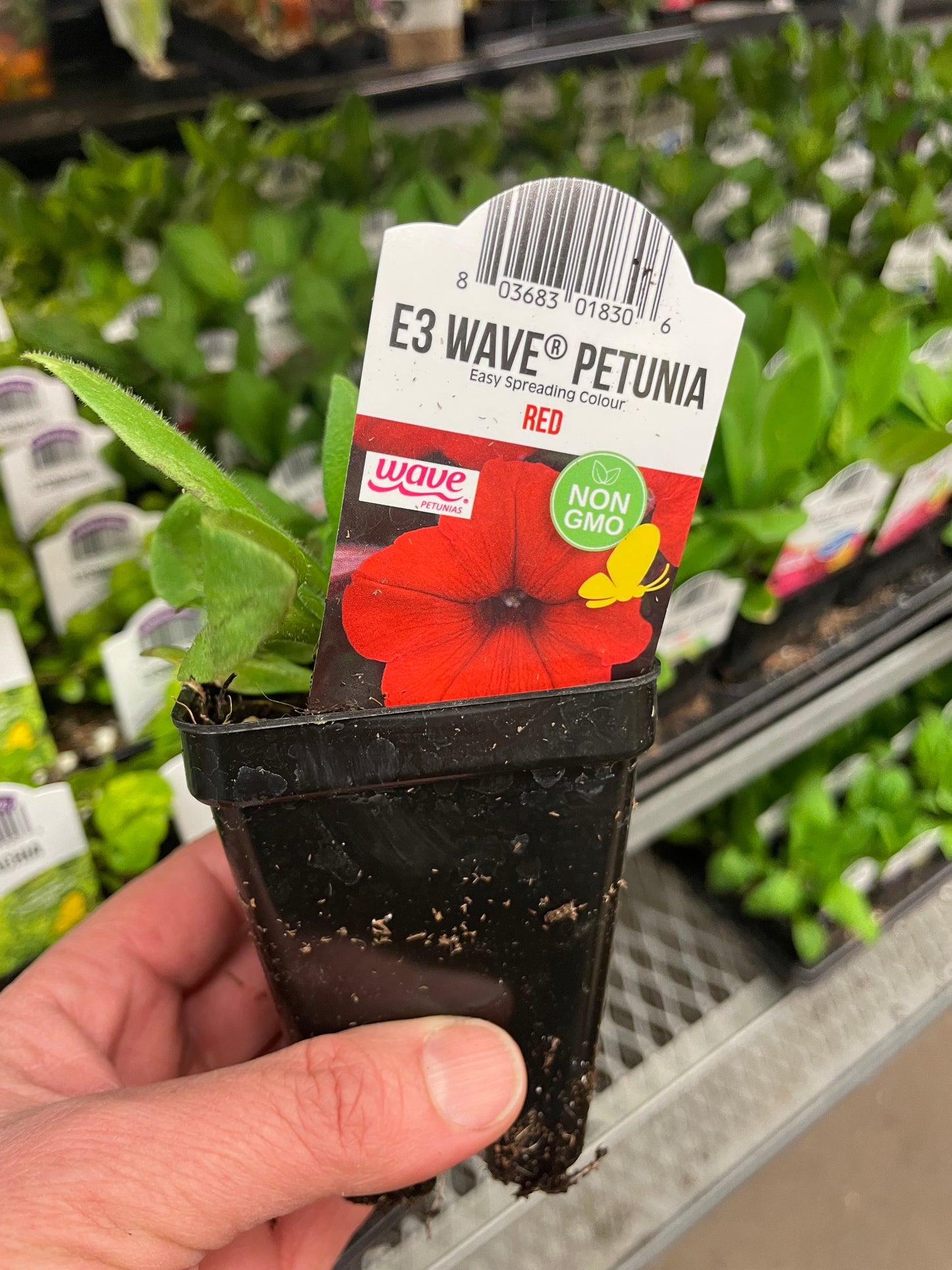 Seed Petunia Wave Red  2.5" Pot