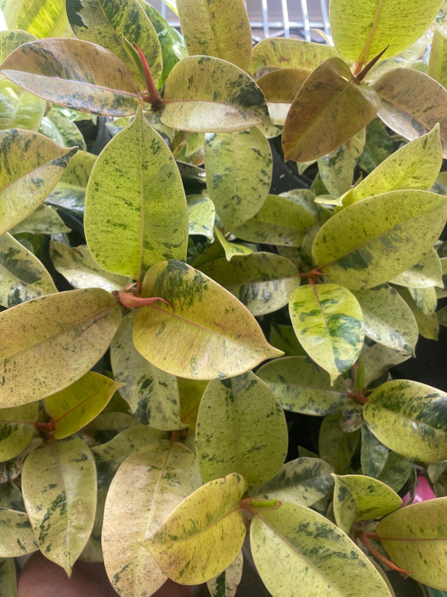 Rubber Plant Moonshine 4" Pot