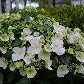 Hydrangea FairyTrail 15” HB