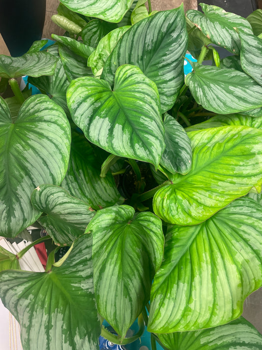 Philodendron Silver Cloud 6"