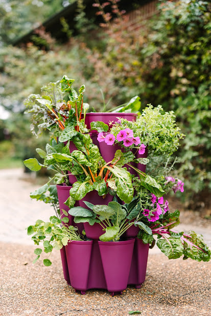 GreenStalk 3 Tier Original Razzleberry