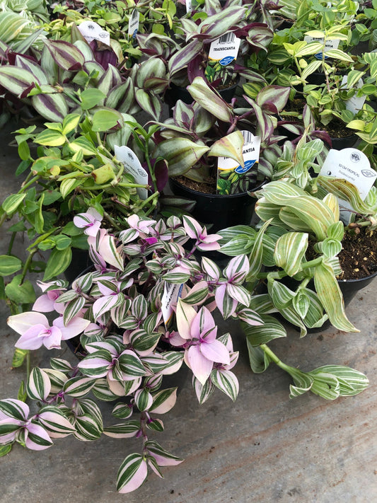 Tradescantia Assorted 4" Pot