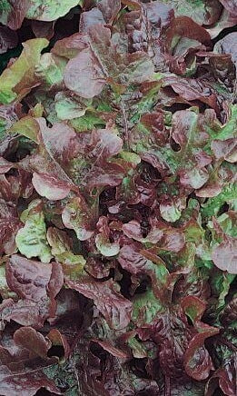 Lettuce Red Salad Bowl Organic OSC Seed