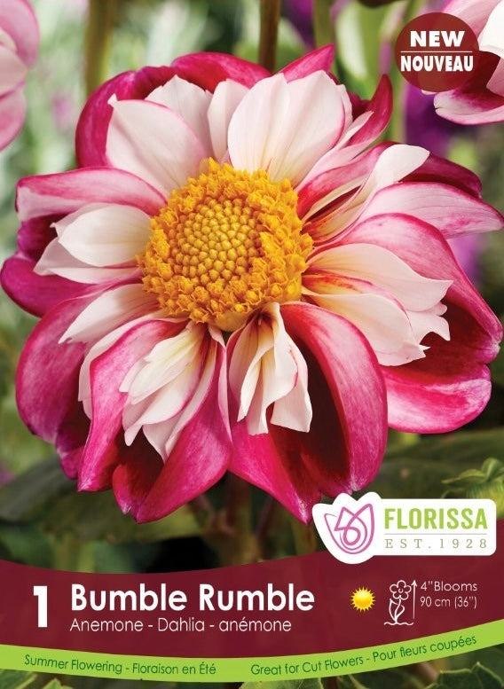 Dahlia Bumble Rumble Premium Tuber