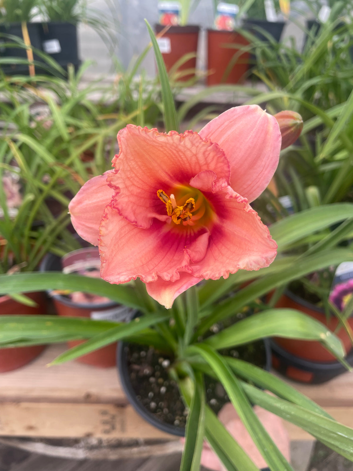 Daylily Daring Dilemma 1G