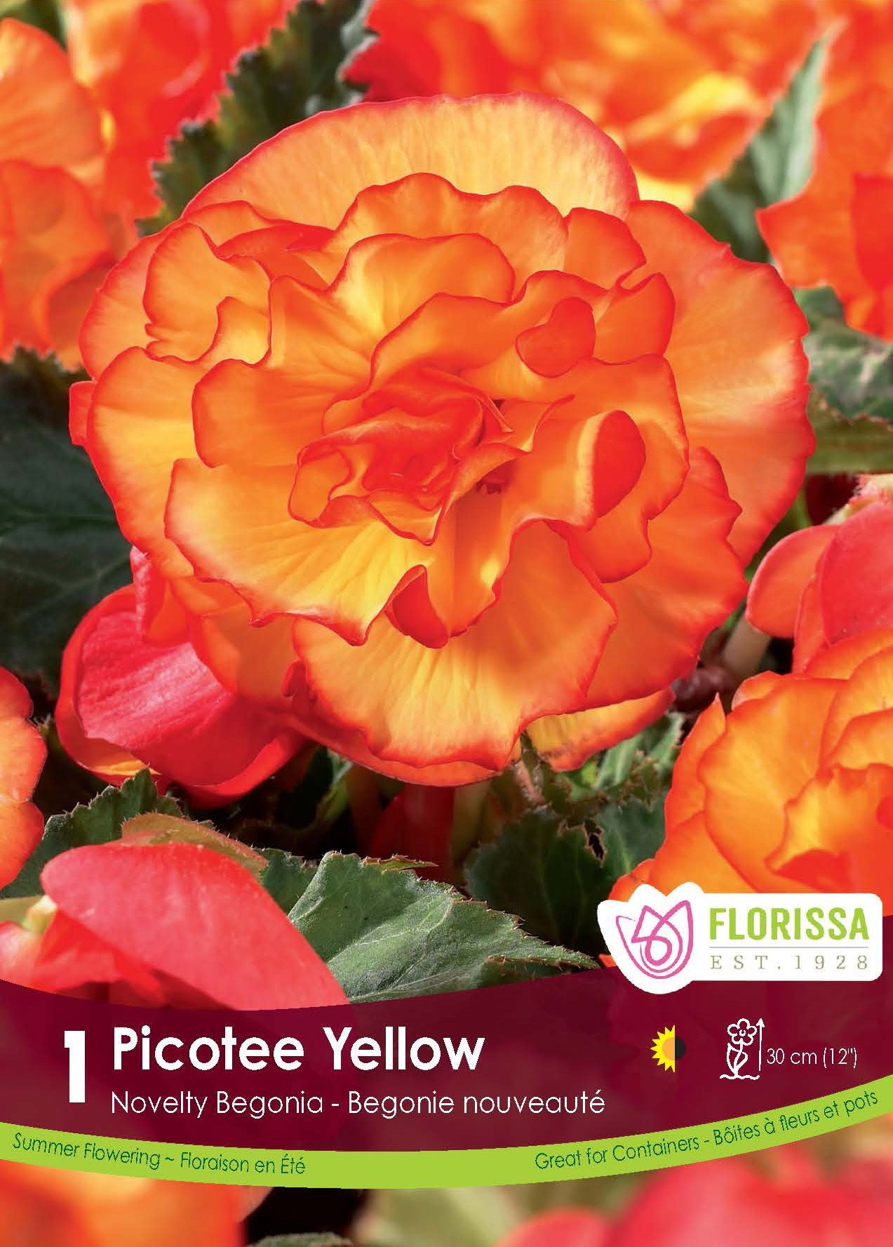 Bundle Your Begonias & Save