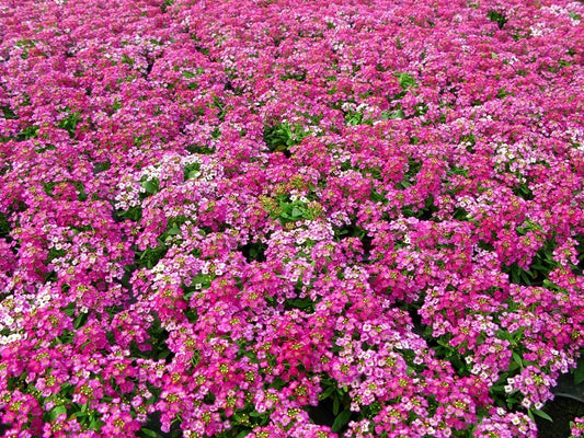 Alyssum Royal Carpet OSC Seed