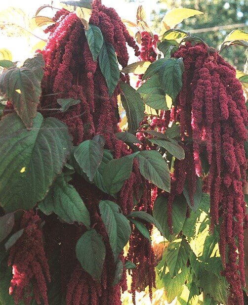 Amaranthus Love Lies Bleeding OSC Seed