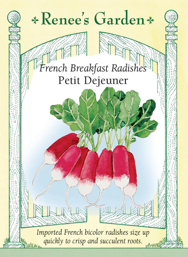 Radish French Breakfast Petit Dejeuner