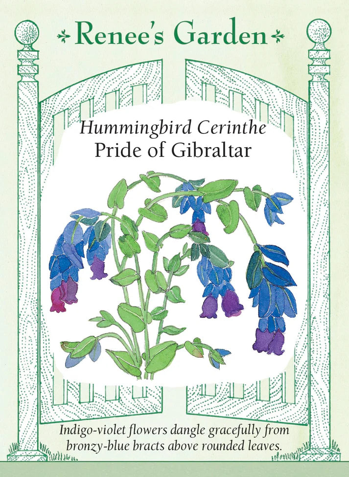 Cerinthe Pride of Gibraltar