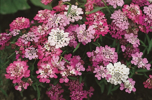 Candytuft OSC Seed