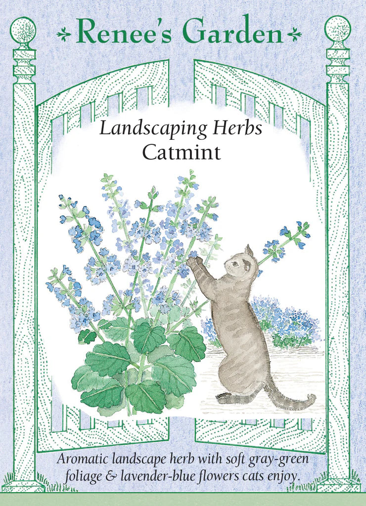 Renee's Catmint