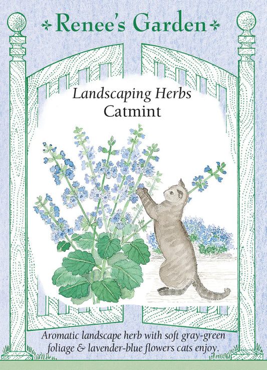 Renee's Catmint