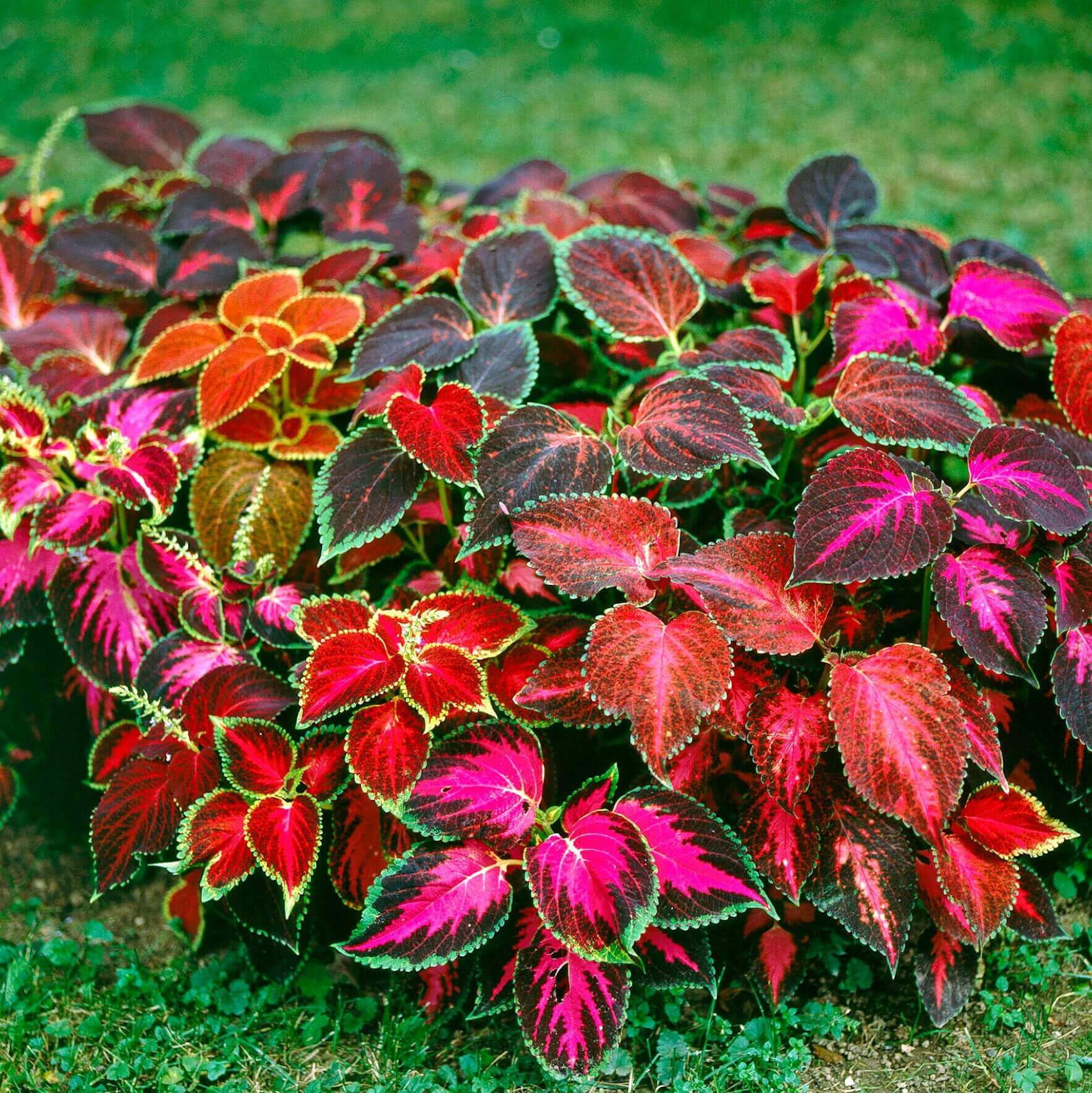 thumbnail image 2 of 100 Seeds Janpanse Bonsai Coleus Plant Rainbow Dragon Foliage Plants 2 of 12