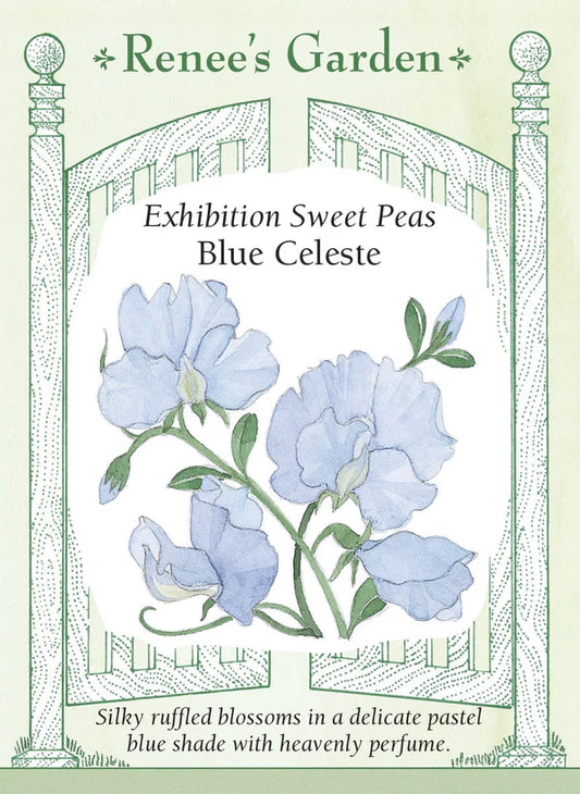 Sweet Pea Blue Celeste Exhibition