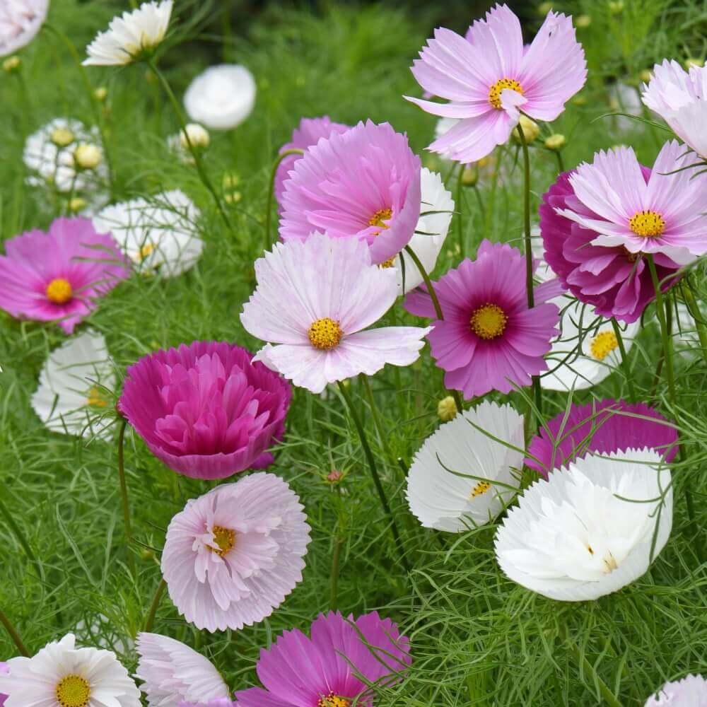 Cosmos Cupcake Mixed OSC Seed