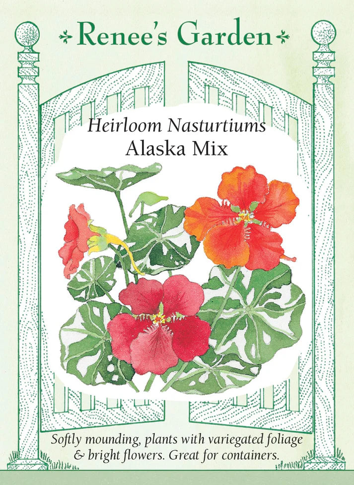 Nasturtium Alaska Mix