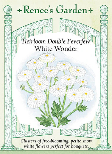 Feverfew Heirloom Double White Wonder