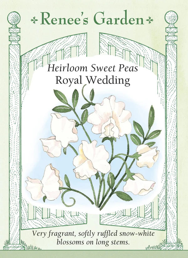 Sweet Pea Royal Wedding