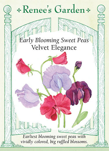 Sweet Pea Velvet Elegance