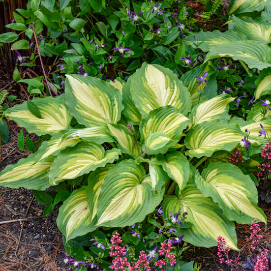 Hosta Love Story 1G