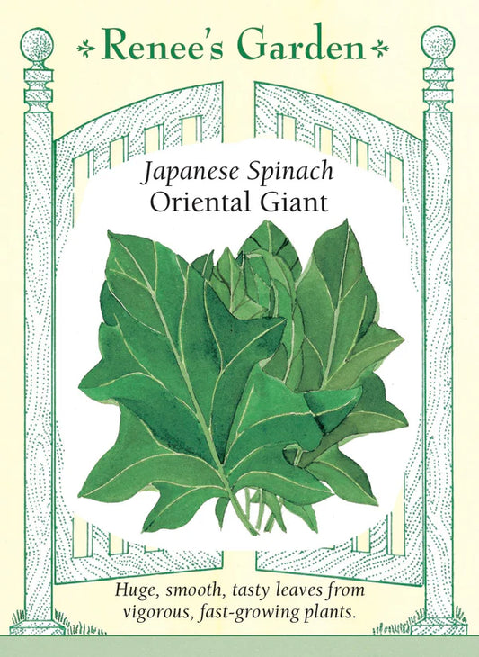Spinach Japanese Oriental Giant