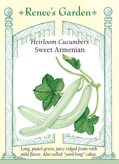 Cucumber Sweet Armenian