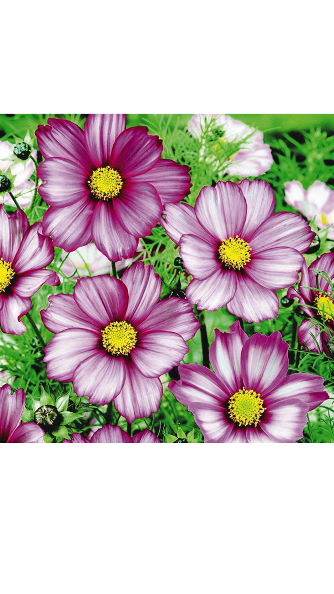 Heirloom Harvest Seed Collection