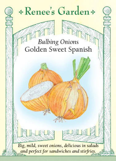 Onion Golden Sweet Spanish