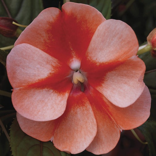 Impatiens Florific Sweet Orange OSC Seed