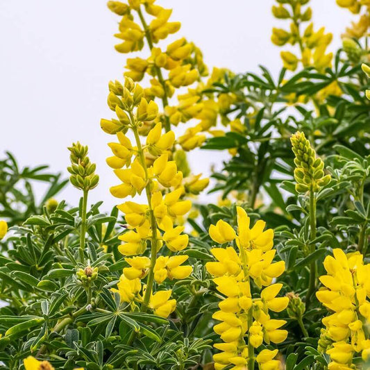 Lupine Golden Yellow OSC Seed