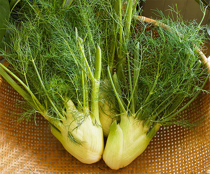 Fennel Bulbing Trieste