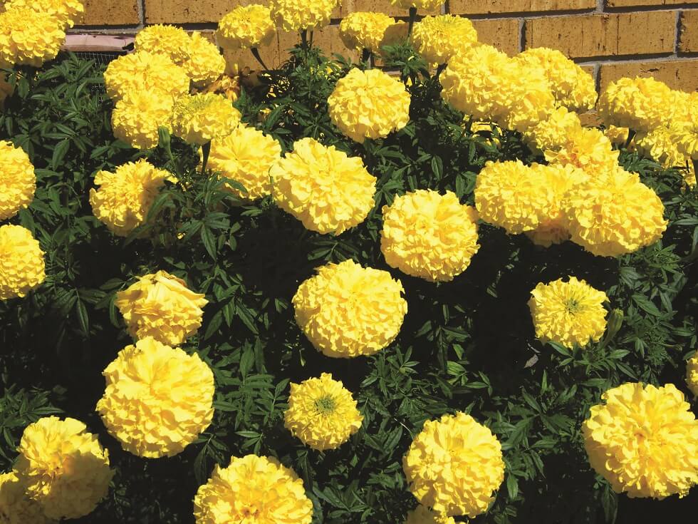 Marigold Yellow Treasure OSC Seed